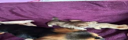 Chihuahua dogs for sale: Outstanding tiny tiny chichahua  - Advert 10