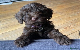 Schnoodle dogs for sale: F1 mega coated mini cross Schnoodles - Image 4
