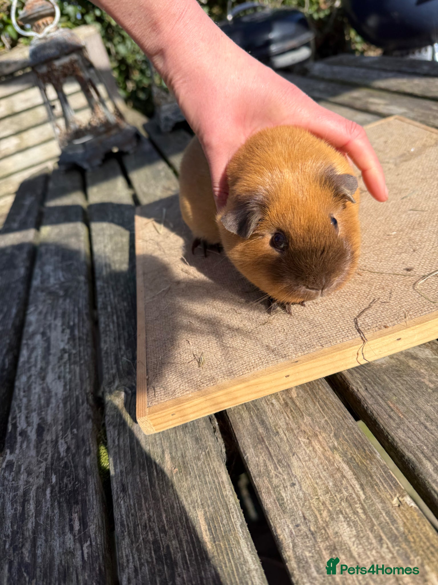 Guinea Pig rodents Pure bred Californian & Swiss baby sow guinea pig - Advert 14