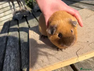 Guinea Pig rodents Pure bred Californian & Swiss baby sow guinea pig - Advert 14
