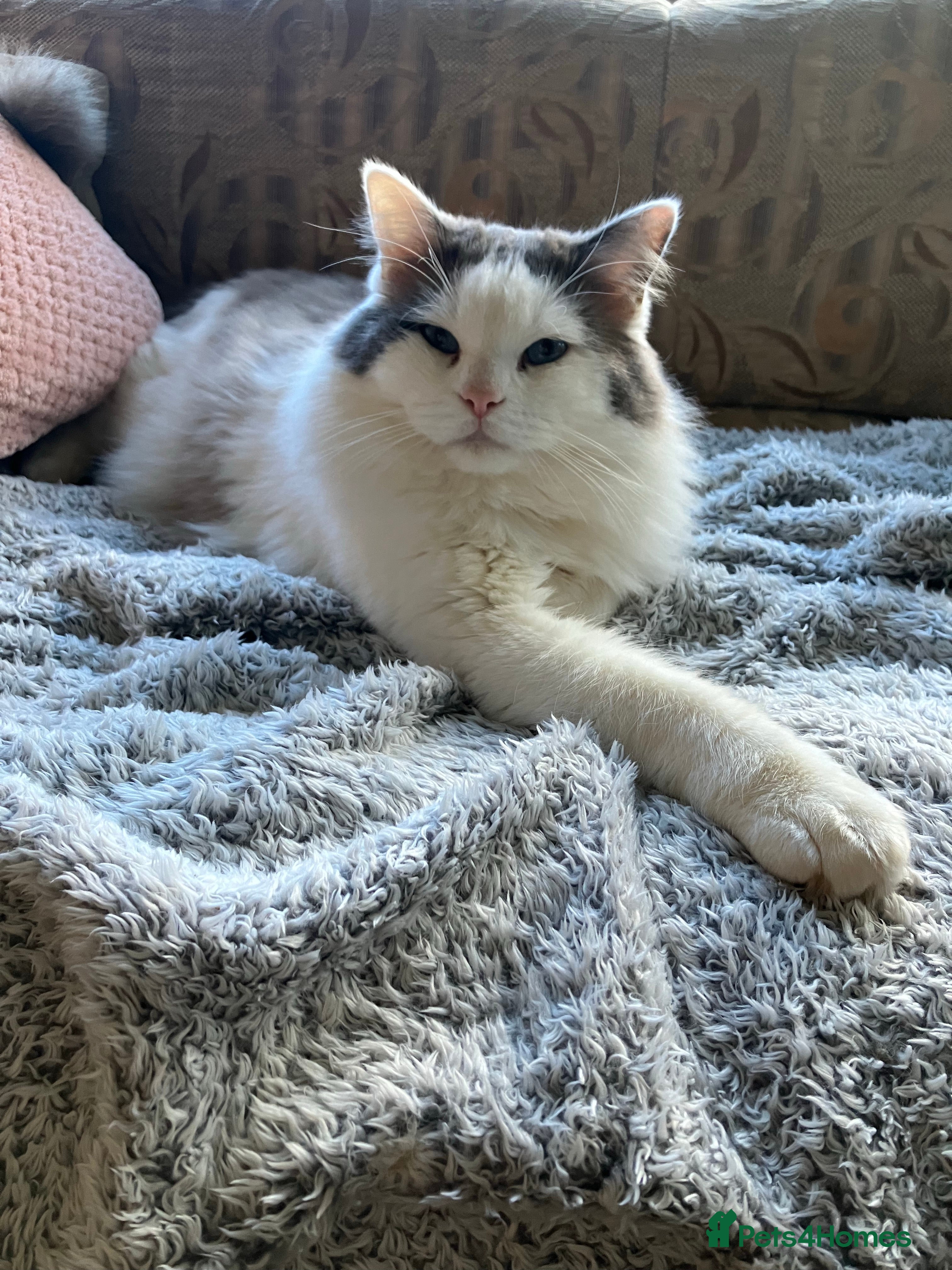 Ragdoll cats Stunning Blue Ragdoll Stud in Cullompton - Advert 1