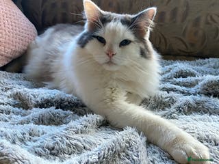 Ragdoll cats Stunning Blue Ragdoll Stud in Cullompton - Advert 3