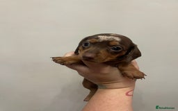 Dachshund dogs for sale: Beautiful Dachshund puppies - Image 8