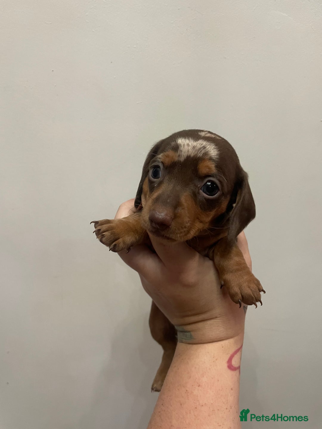 Dachshund dogs for sale: Beautiful Dachshund puppies - Image 8
