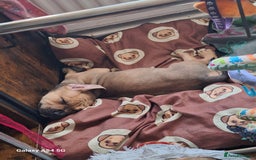 American Bulldog dogs for sale: 11 little hearts need their forever home - Advert 3