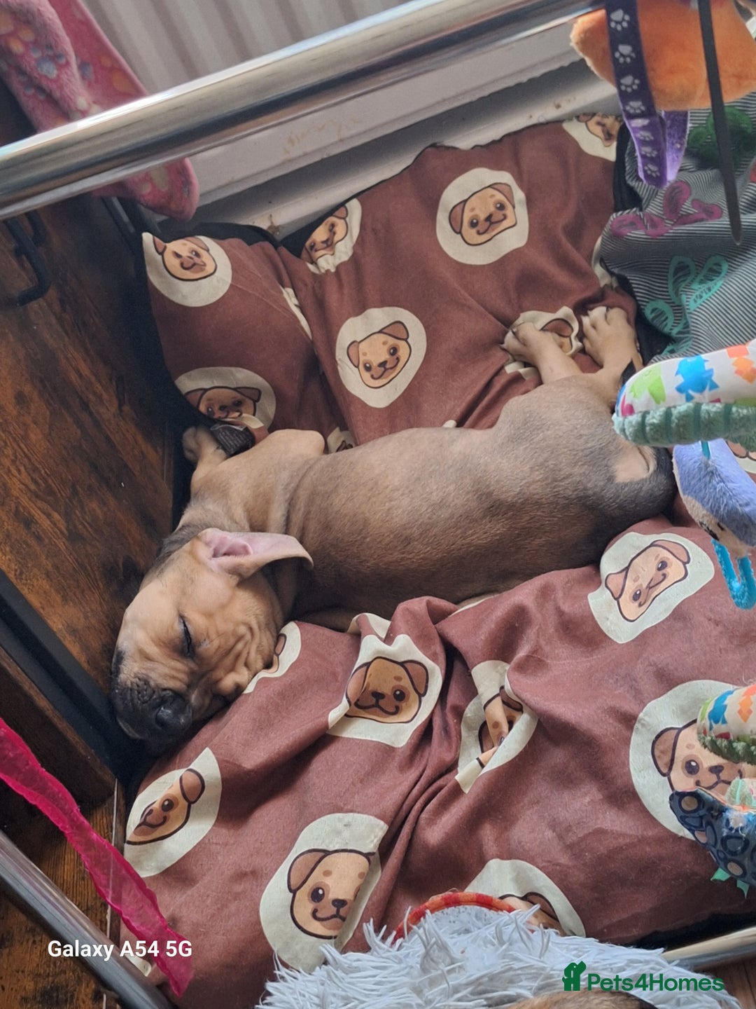 American Bulldog dogs for sale: 11 little hearts need their forever home - Advert 3