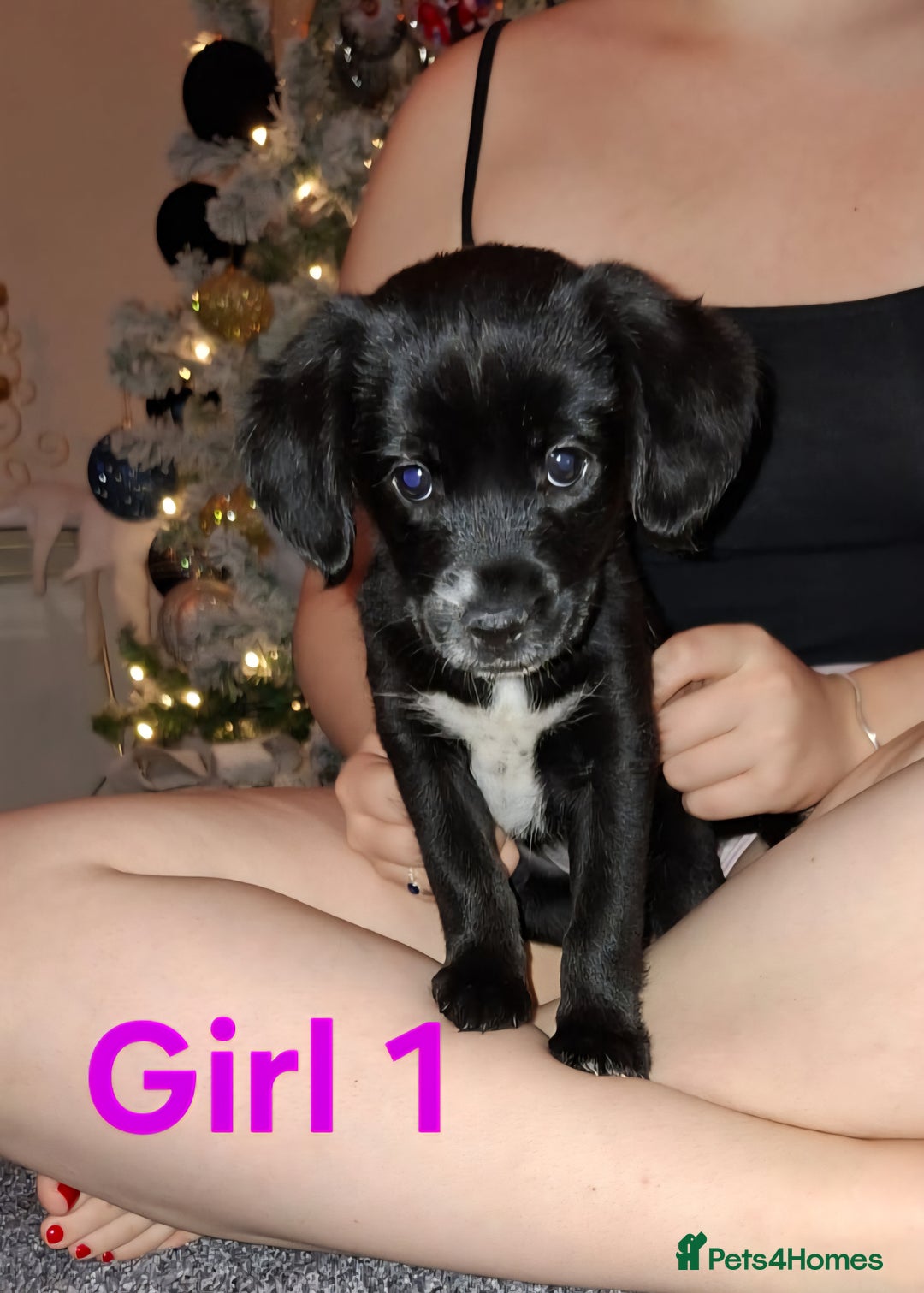 Mixed Breed dogs for sale: LAST 2 LITTLE GIRLS. COCKERANIANS.💥 - Advert 2