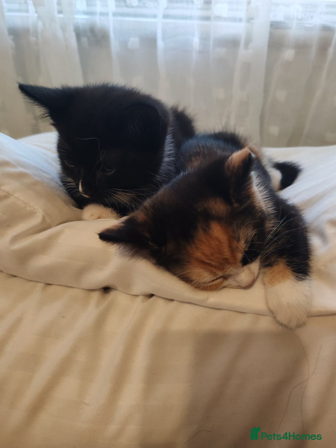 Asian cats for sale: Kitten for sale  - Image 2
