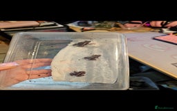 Frog reptiles for sale: 3 x Phantasmal Dart Frogs  - Image 3