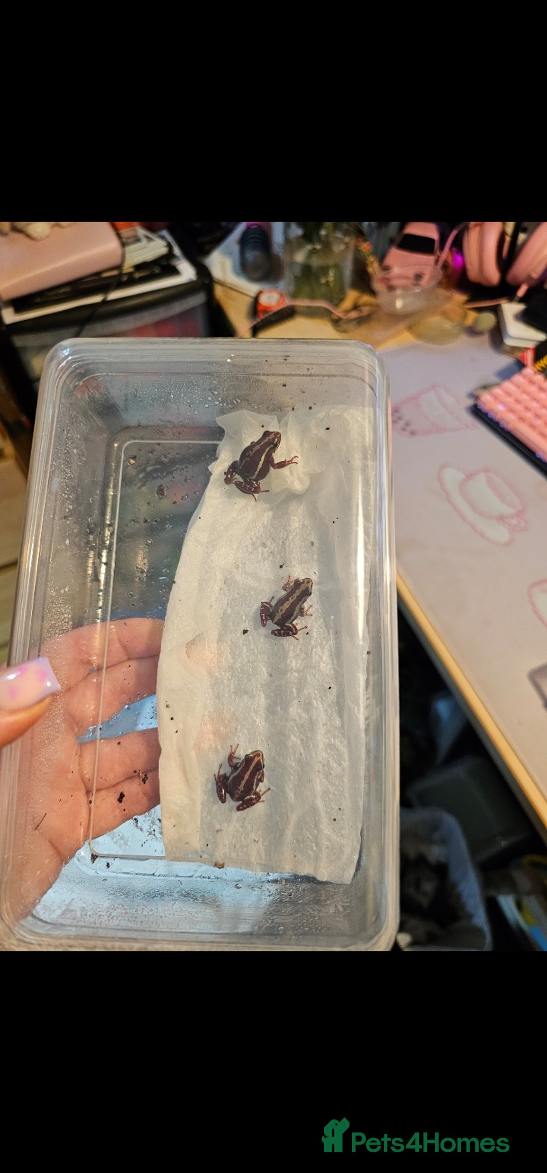 Frog reptiles for sale: 3 x Phantasmal Dart Frogs  - Image 3