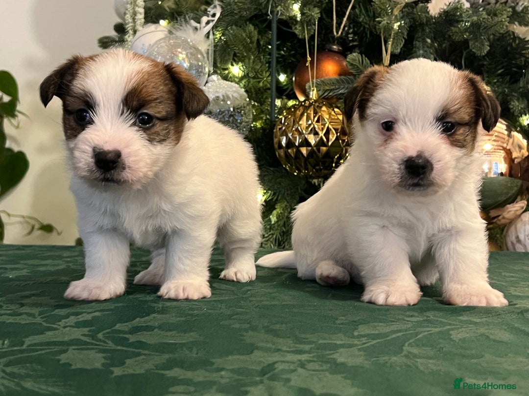 Jack Russell dogs for sale: KC registered  rough coated Jack Russell pups - Advert 14