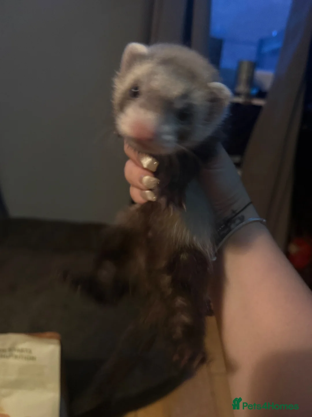 Ferret rodents for sale: 1 Jill and 1 Hob  in Aldershot - Advert 2