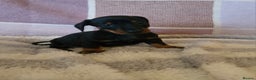 Dachshund dogs for sale: Gorgeous KC standard dachsund pups - Advert 13