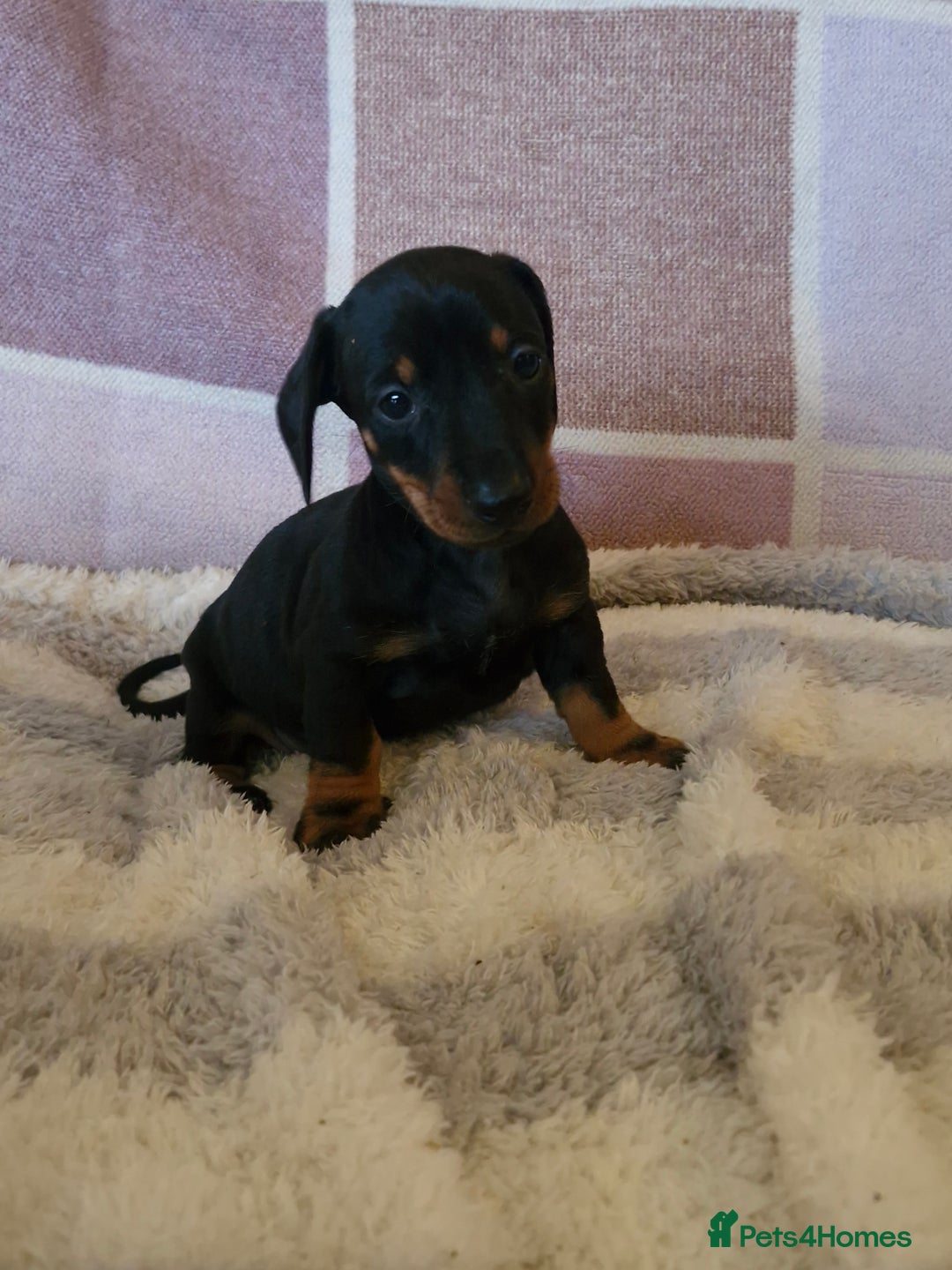 Dachshund dogs for sale: Gorgeous KC standard dachsund pups - Advert 13