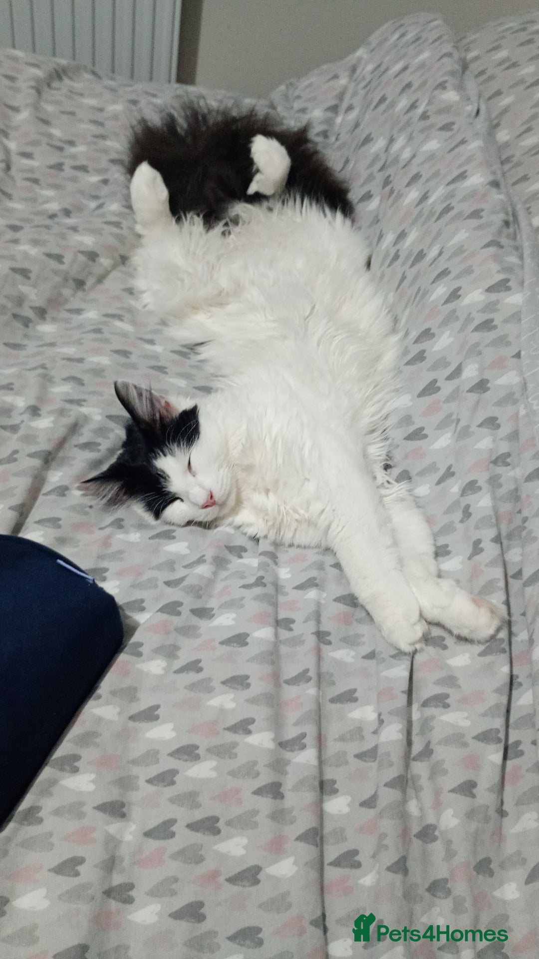 Mixed Breed cats for sale: Milo - 8 month old  - Advert 2