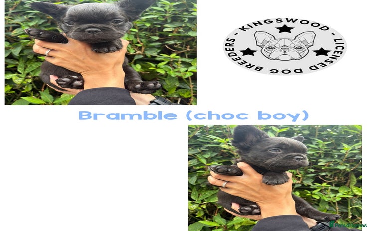 French Bulldog dogs - Advert 3