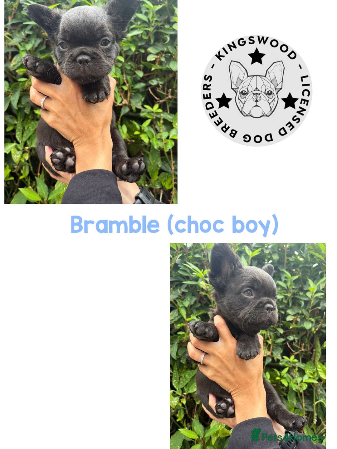 French Bulldog dogs for sale: *Fluffy French Bulldog Pups-4 reserved* - Image 6