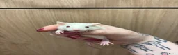 Rat rodents for sale: Gorgeous pedigree dwarf rat pups - Advert 16