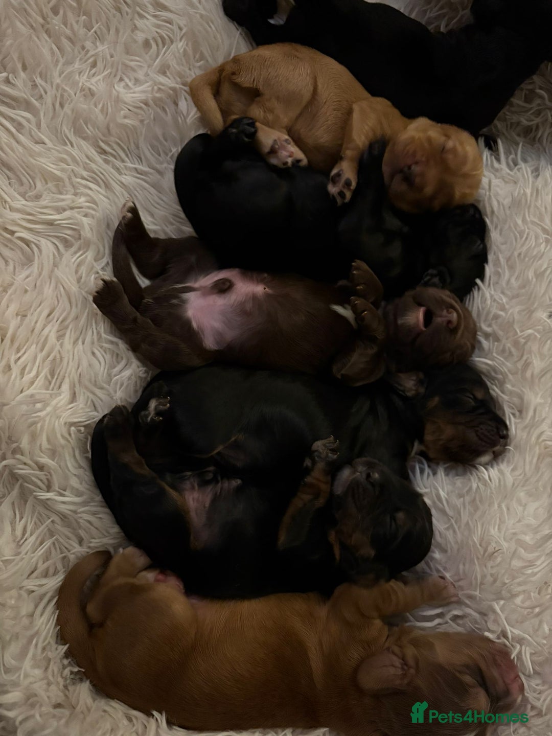Cocker Spaniel dogs for sale: Cocker spaniel puppies - Image 22