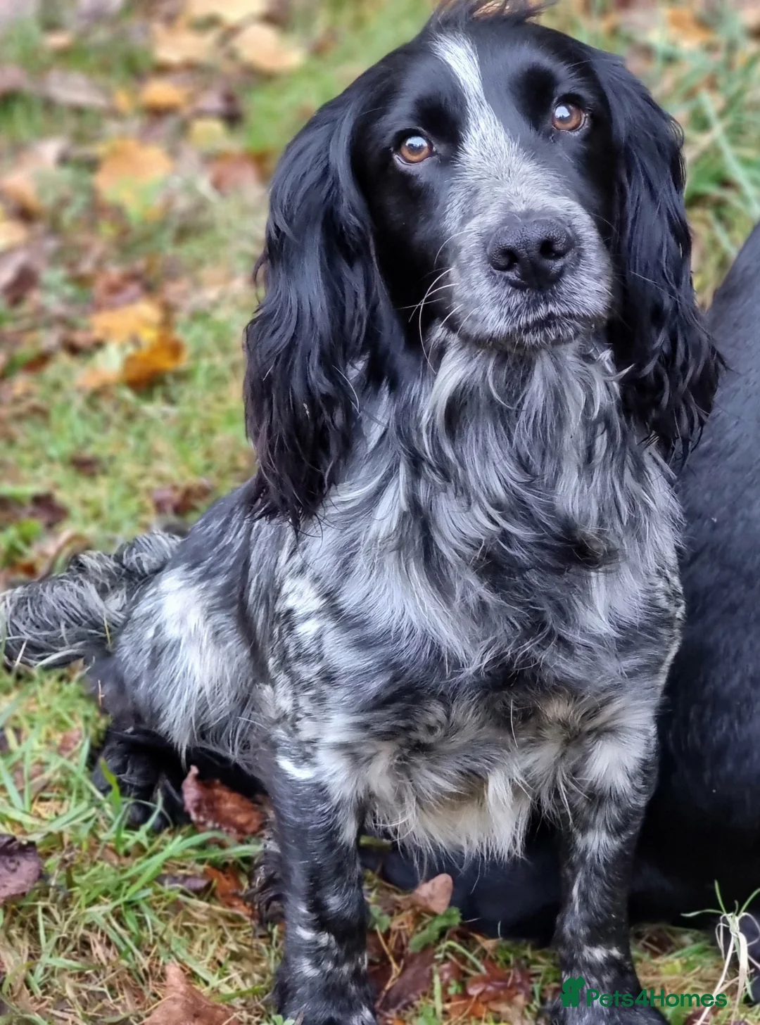 Cocker Spaniel dogs for stud: Blue Roan Cocker Stud  in Alford - Advert 4