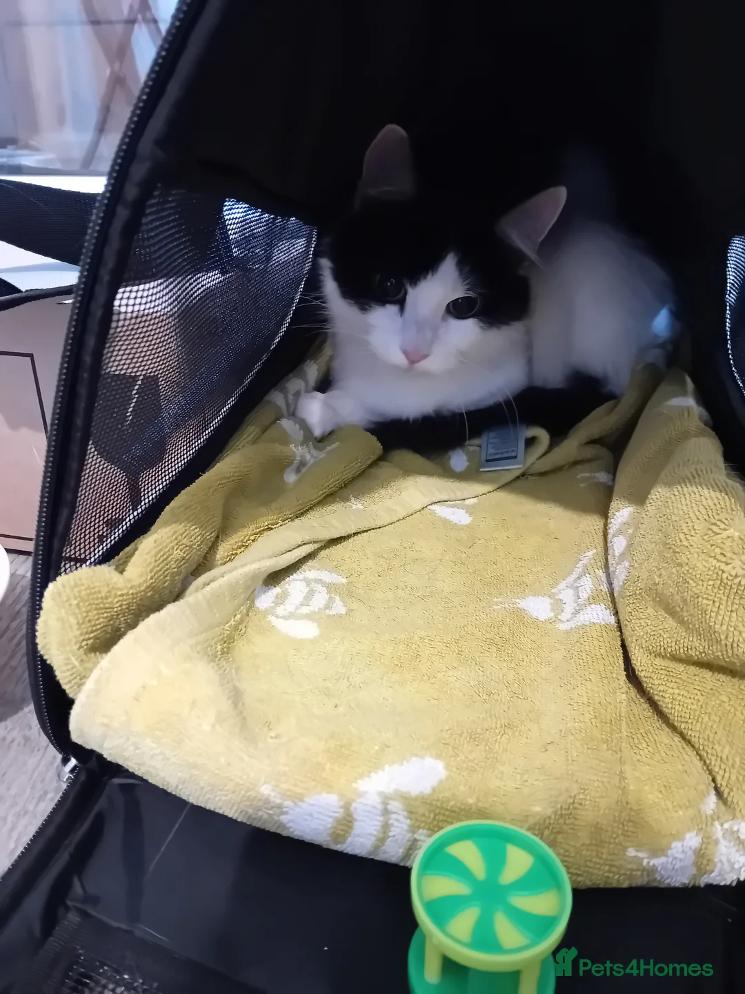 British Longhair cats for sale: 1 2 year old female domestic longhair - Advert 3