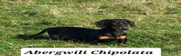 Miniature Dachshund dogs for stud: STUD DOG KC Registered PRA Clear - Advert 1