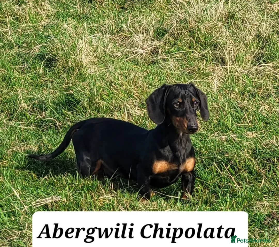 Miniature Dachshund dogs for stud: STUD DOG KC Registered PRA Clear - Advert 1