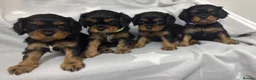 Cavalier King Charles Spaniel dogs for sale: BEAUTIFUL KING CHARLES CAVALIER PUPPYS - Advert 2