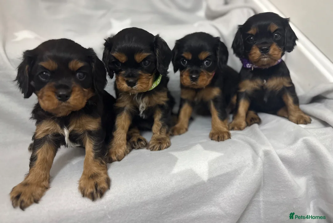 Cavalier King Charles Spaniel dogs for sale: BEAUTIFUL KING CHARLES CAVALIER PUPPYS - Advert 2