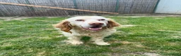 English Setter dogs for adoption: ARLO! - Advert 2