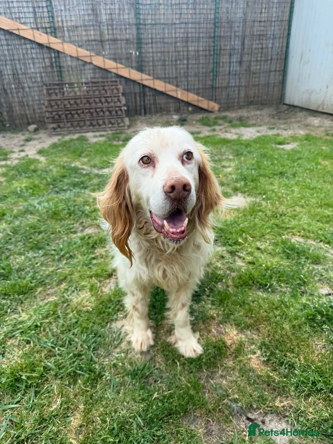English Setter dogs for adoption: ARLO! - Advert 2