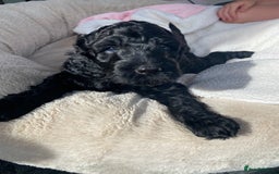 Irish Doodle dogs for sale: Irish doodle/ labradoodle - Image 26