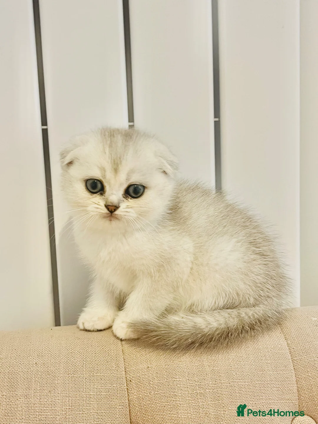 Scottish Fold cats for sale: Pure Scottish Fold  - Advert 2