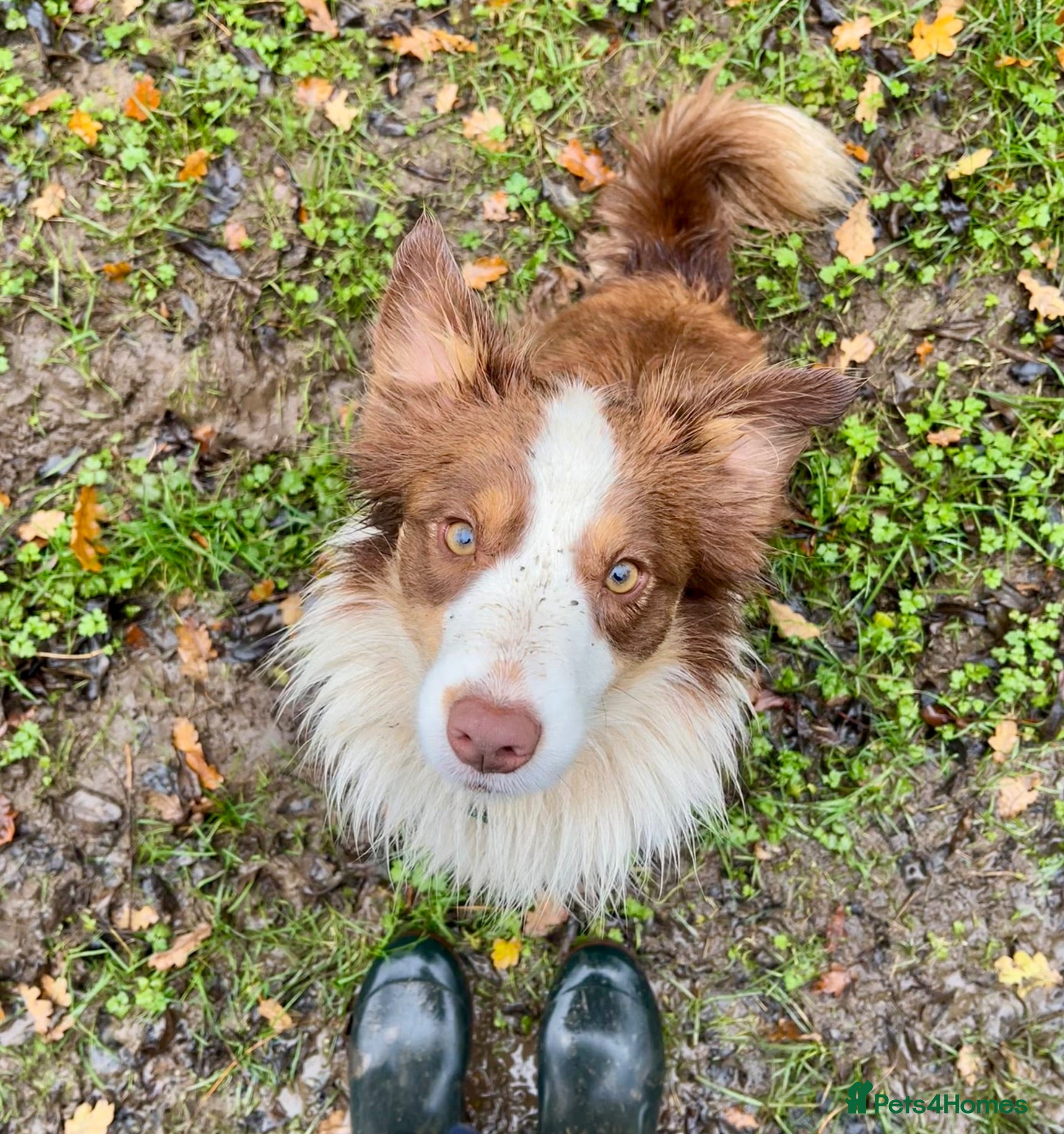 Border Collie dogs Border Collie Puppies for Sale - Advert 1