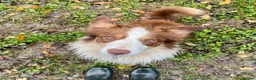 Border Collie dogs for sale: Border Collie Puppies for Sale - Advert 1