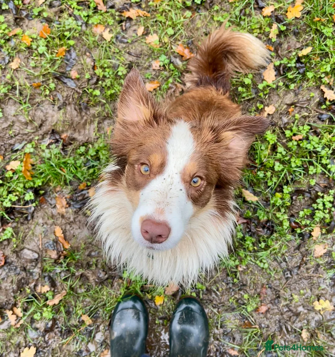 Border Collie dogs for sale: Border Collie Puppies for Sale - Advert 1