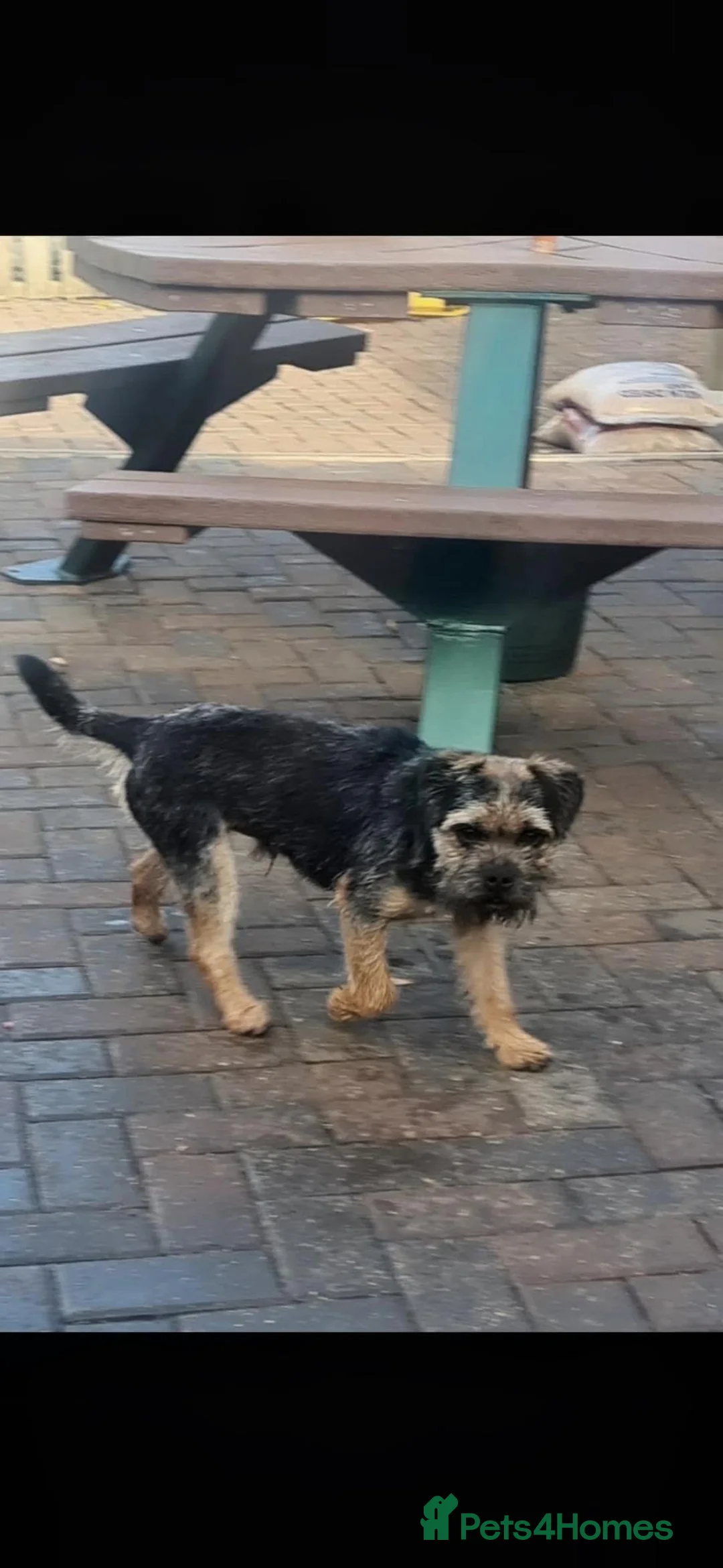 Mixed Breed dogs for sale: Border Lakeland terrier cross  - Advert 2