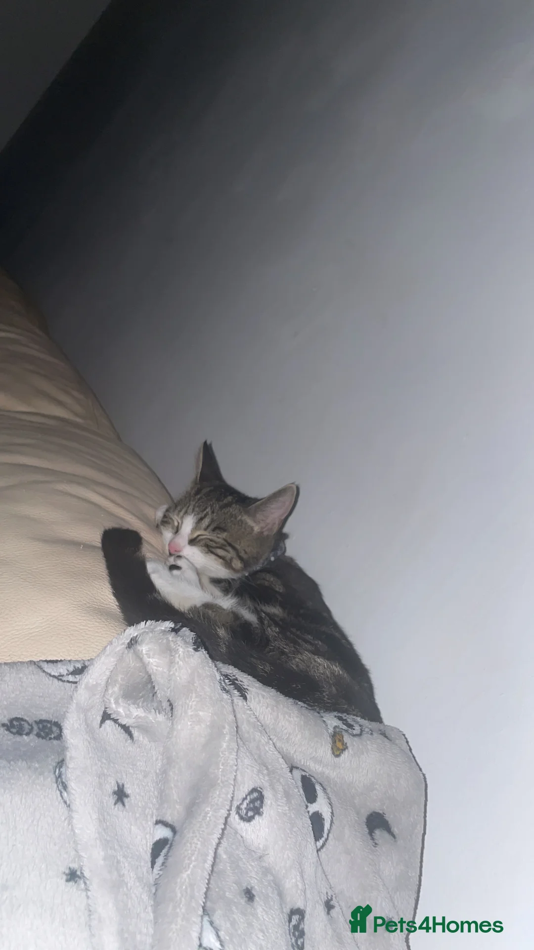 Domestic Shorthair cats for sale: Domestic shorthair  - Advert 7