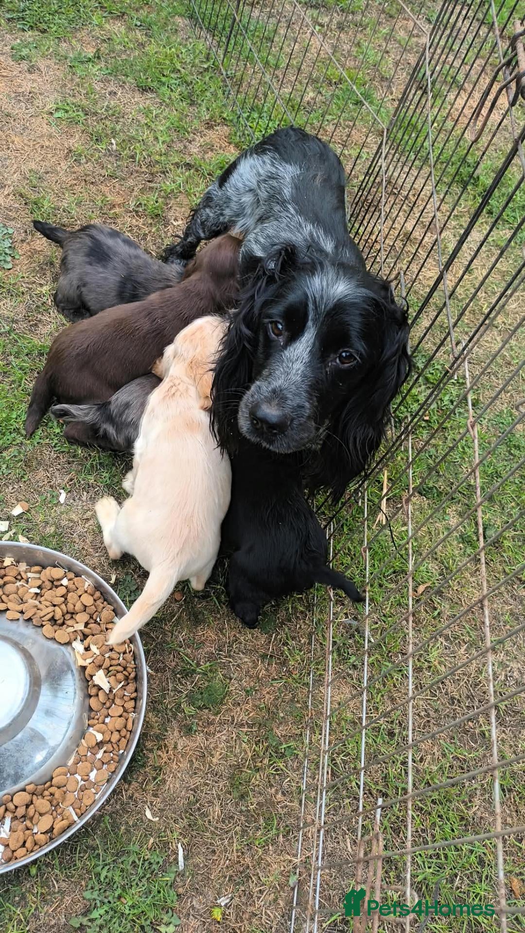 Cocker Spaniel dogs Working cocker spaniel puppies - Advert 3