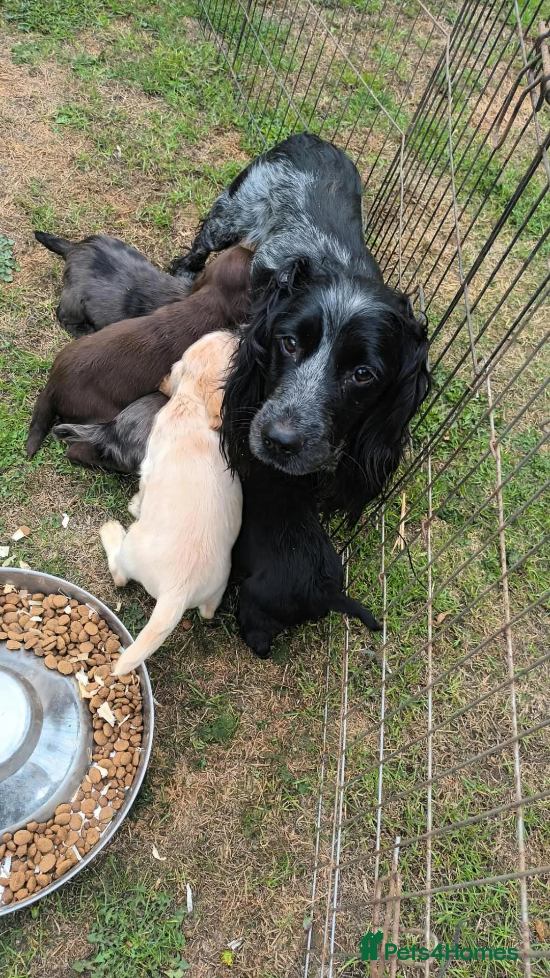 Cocker Spaniel dogs for sale: Working cocker spaniel puppies - Advert 1