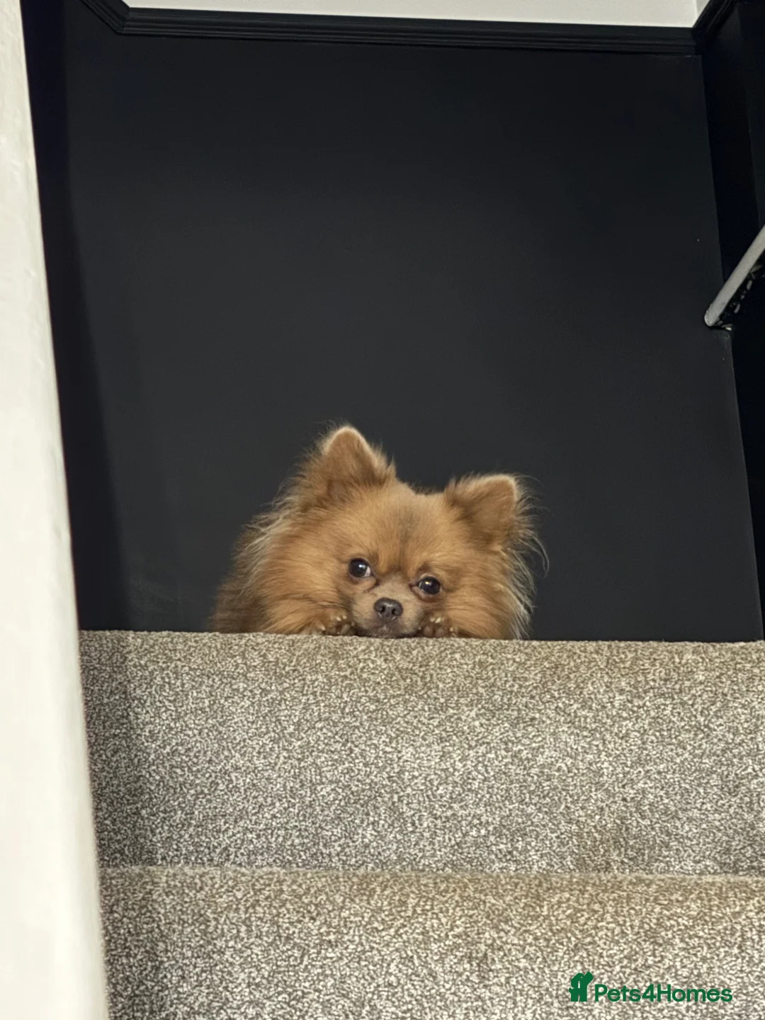 Pomeranian dogs for sale: Pomeranian  in Manchester - Advert 2