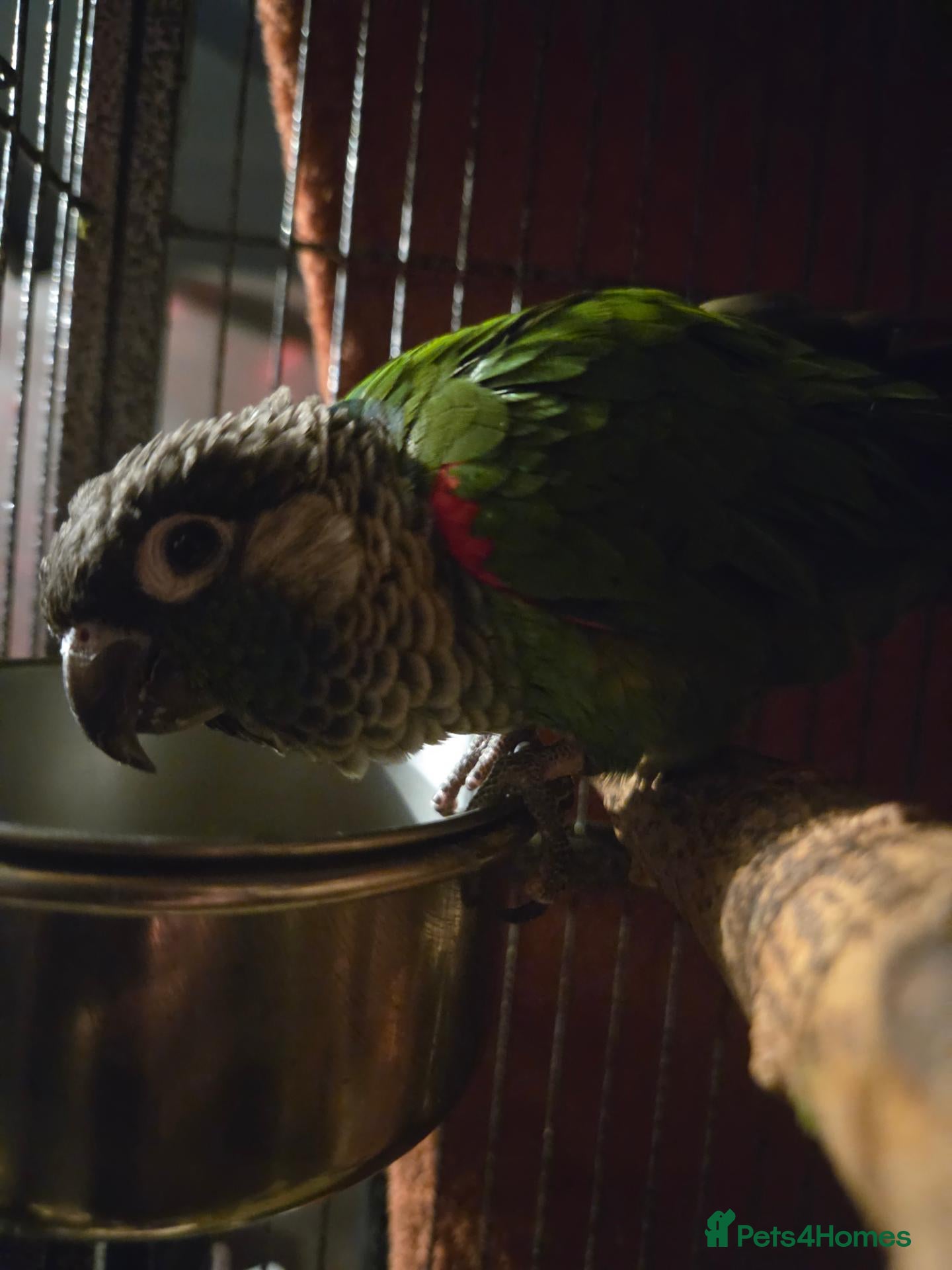 Conures birds Conure  - Advert 1