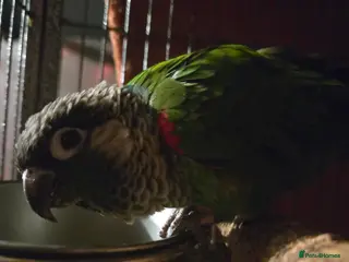 Conures birds Conure - Advert 1