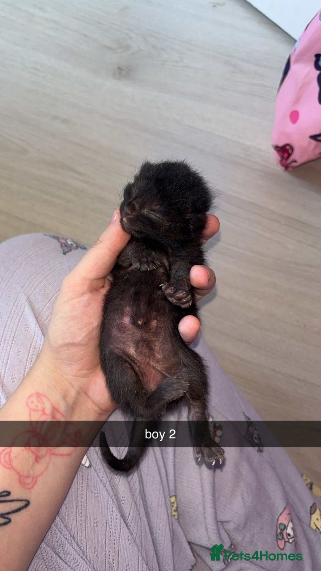 Domestic Shorthair cats for sale: kittens - Image 3