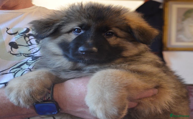 German Shepherd dogs KC REG READY NOW BOY AND GIRL LONG HAIRED KC REG  - Advert 4