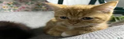 Scottish Fold cats for sale: Beautiful Double fold - Advert 9