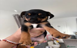 Jack Russell dogs for sale: 2 JACK RUSSELL BOYS - Image 4