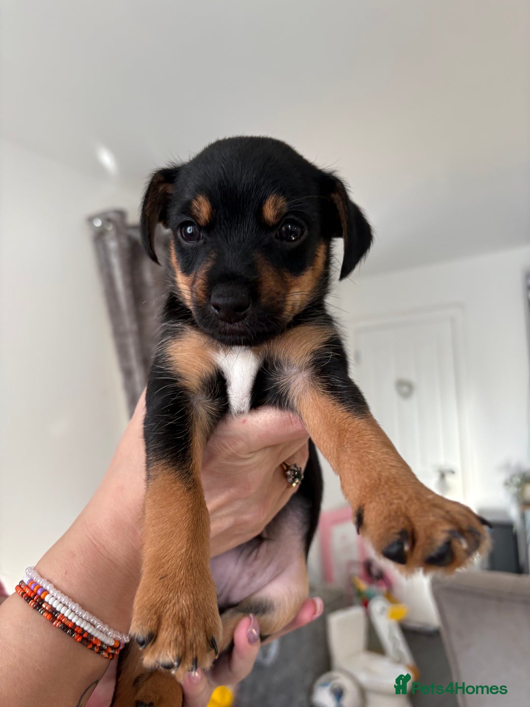 Jack Russell dogs for sale: 2 JACK RUSSELL BOYS - Image 4