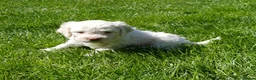 Lagotto Romagnolo dogs for sale: Lagotto Romagnolo Italian Water/Truffle Dogs   - Advert 10