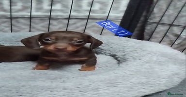 Miniature Dachshund dogs KC, PRA, only = 1 = boy reserved 😍 - Advert 12